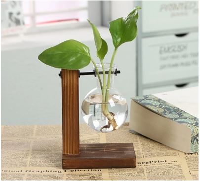 Hydroponic Transparent Plant Vases