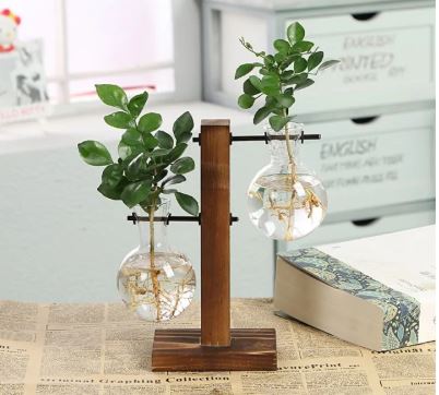 Hydroponic Transparent Plant Vases