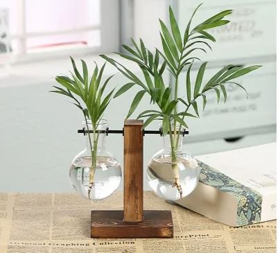 Hydroponic Transparent Plant Vases