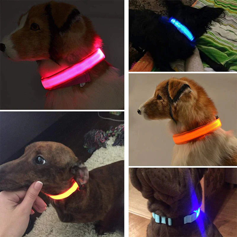 LED Dog Collar  Waterproof